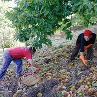 Los productores de castaña del Valle del Genal ya saben que la campaña no será buena