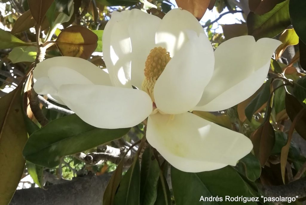 Plantas de la Serranía de Ronda: Magnolia, magnolio blanco (Magnolia  grandiflora) | Diario Ronda