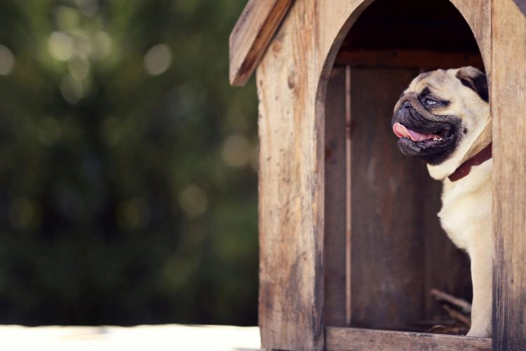 Pros y contras para elegir si nuestro perro va a vivir dentro o fuera de la casa