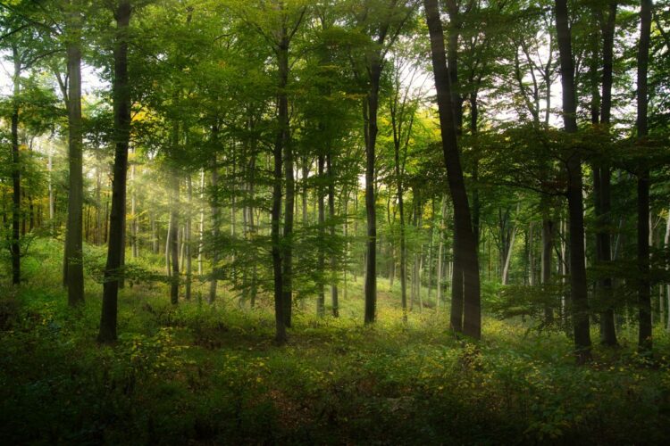 Desmontando mitos sobre la tala de madera y la deforestación