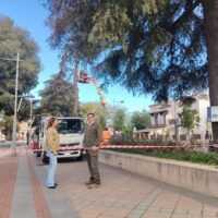 El Ayuntamiento actúa sobre los cedros de la avenida Martínez Astein para protegerlos ante los temporales