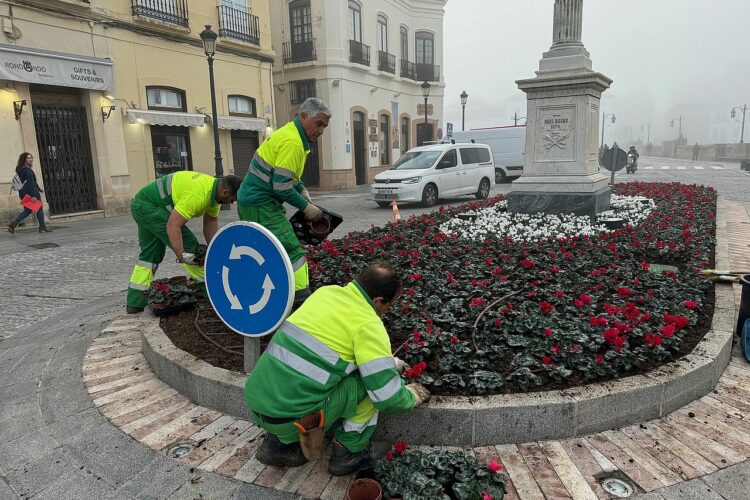 El Ayuntamiento planta 5.000 flores de temporada para esta Navidad