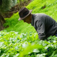 Benalauría dedica un homenaje a Antonio García ‘Rufina’, el último campesino del Valle del Genal