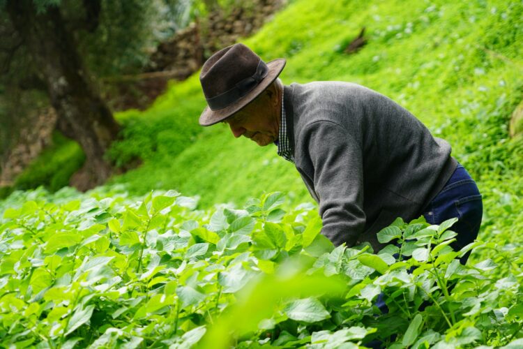 Benalauría dedica un homenaje a Antonio García ‘Rufina’, el último campesino del Valle del Genal